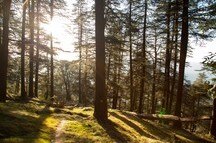 Day Picnic in Glen Shimla Day Picnic in Glen Shimla